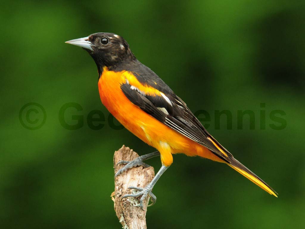 BAOR-AK_Baltimore-Oriole