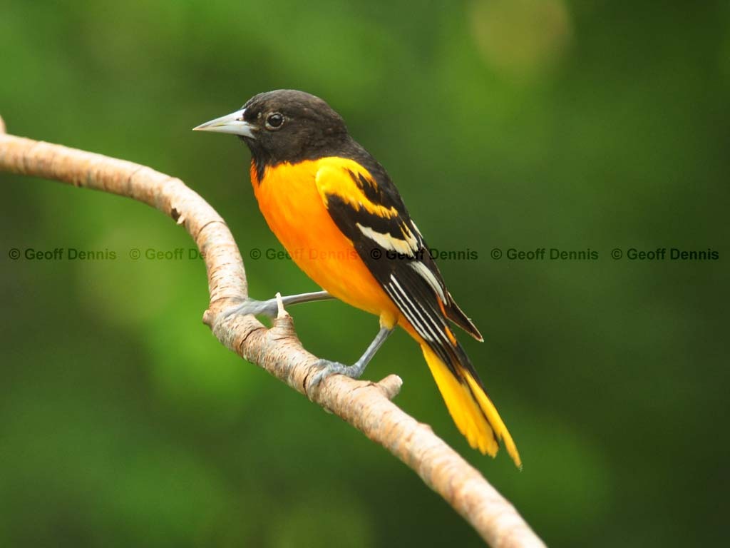 BAOR-AL_Baltimore-Oriole