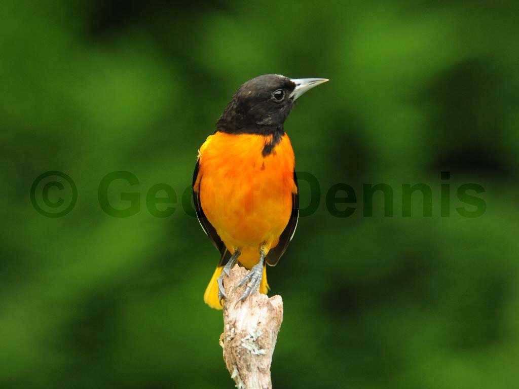 BAOR-AM_Baltimore-Oriole