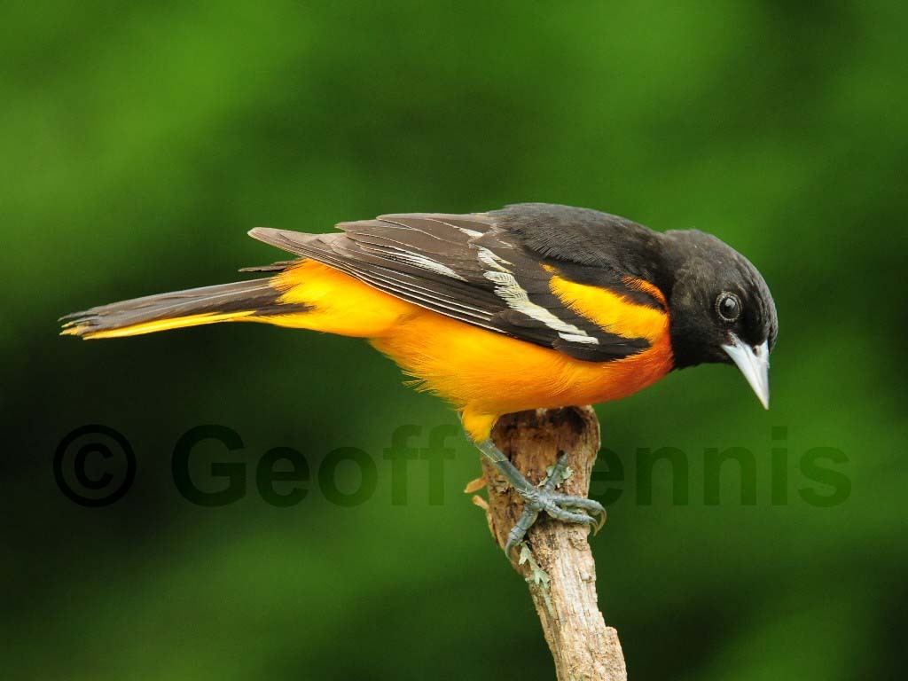 BAOR-AN_Baltimore-Oriole
