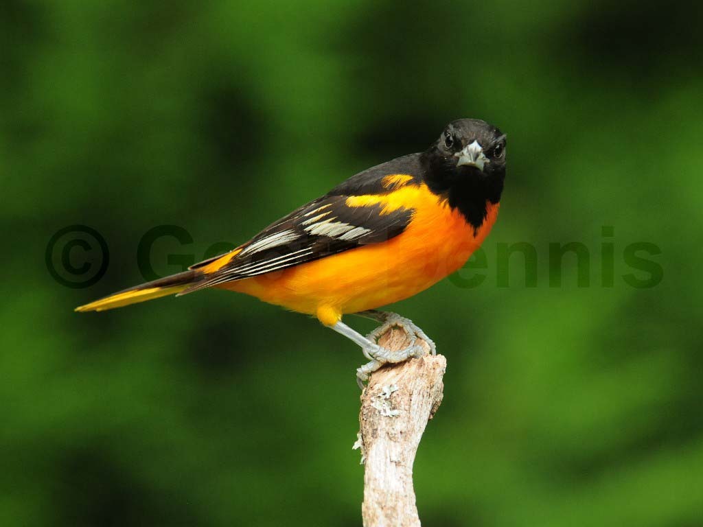 BAOR-AO_Baltimore-Oriole