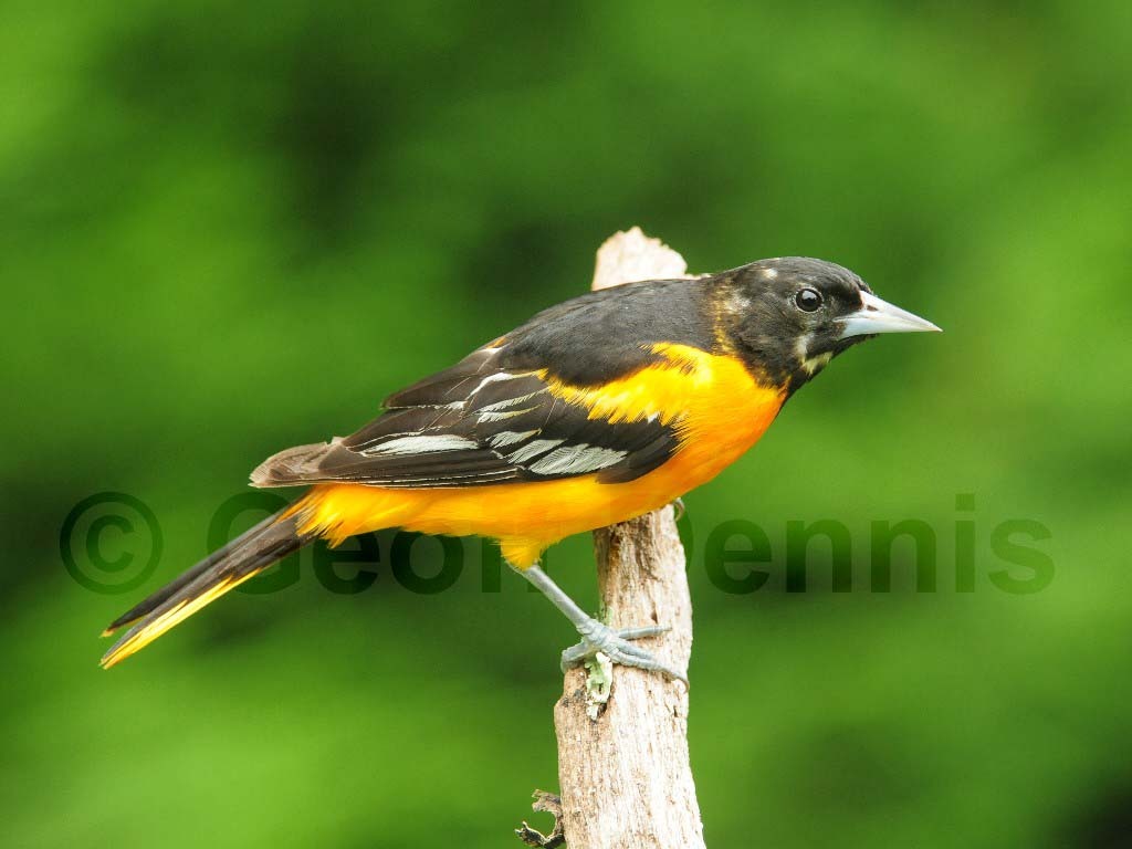 BAOR-AP_Baltimore-Oriole