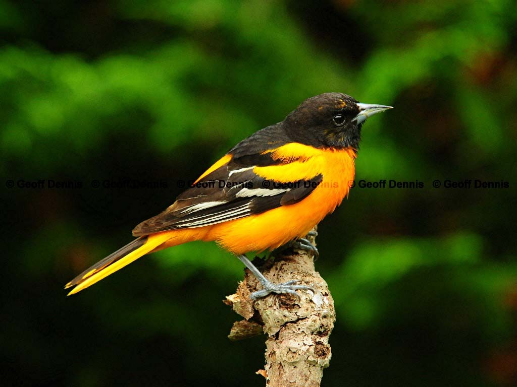 BAOR-AQ_Baltimore-Oriole