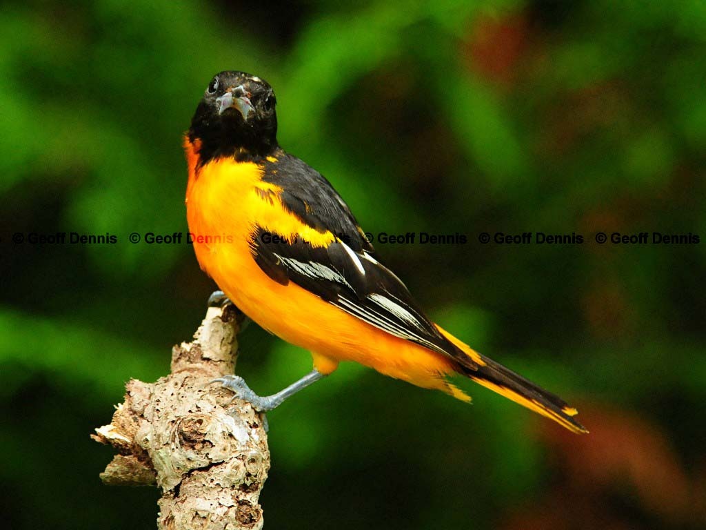 BAOR-AR_Baltimore-Oriole