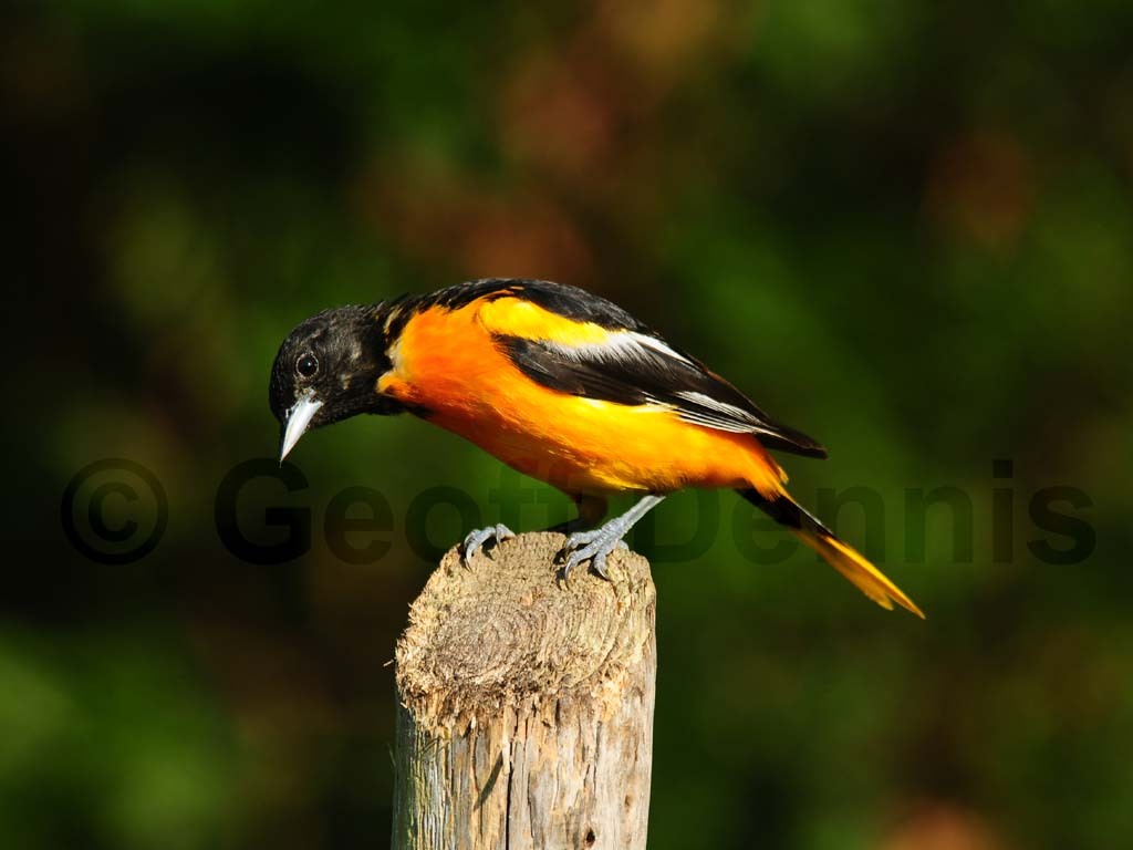 BAOR-AS_Baltimore-Oriole