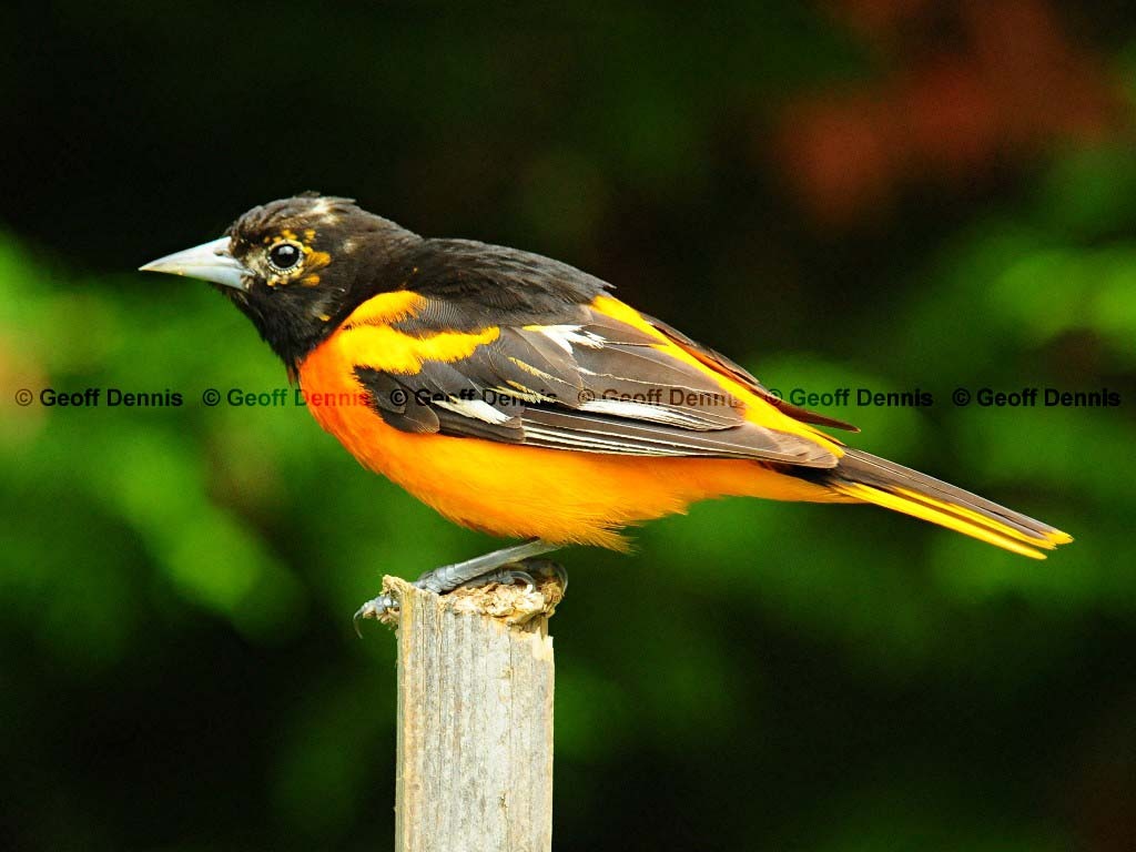 BAOR-AT_Baltimore-Oriole