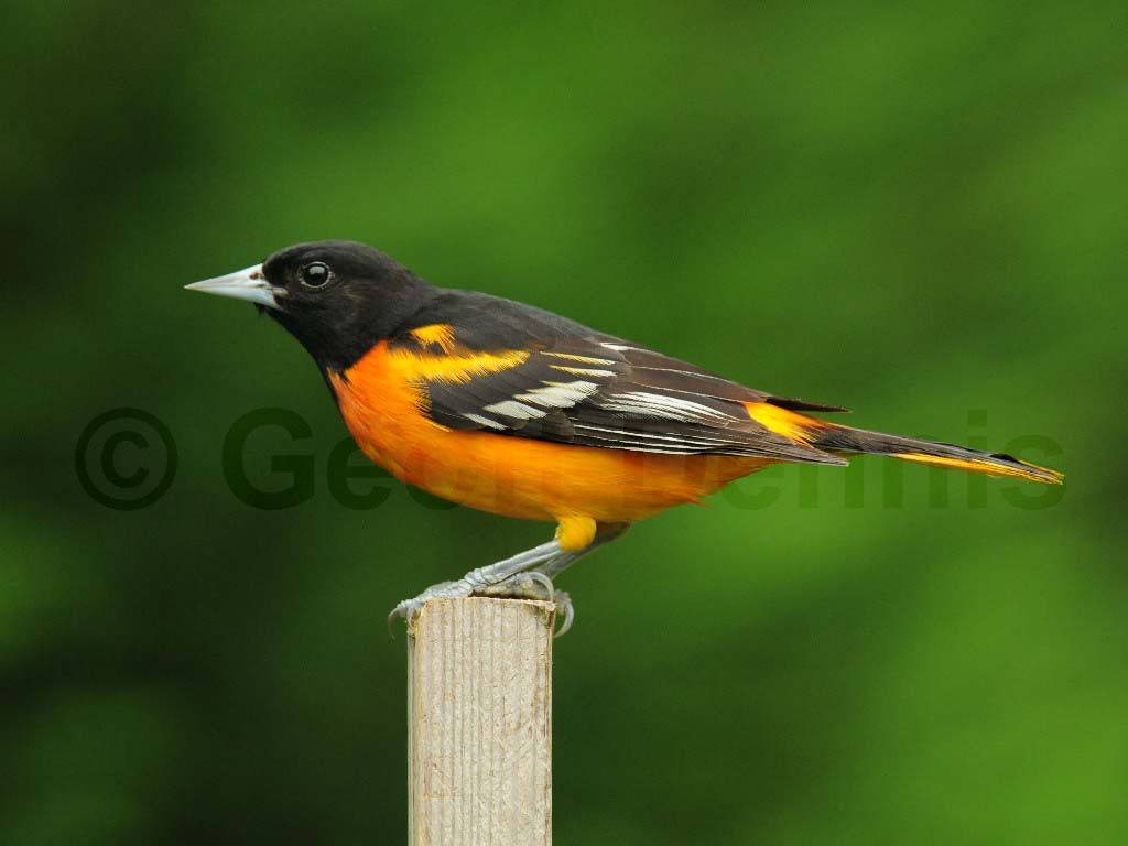 BAOR-AU_Baltimore-Oriole