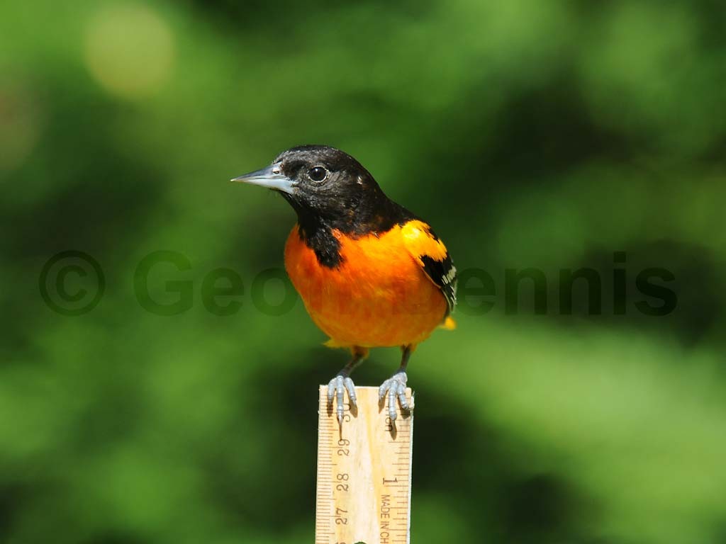 BAOR-AV_Baltimore-Oriole