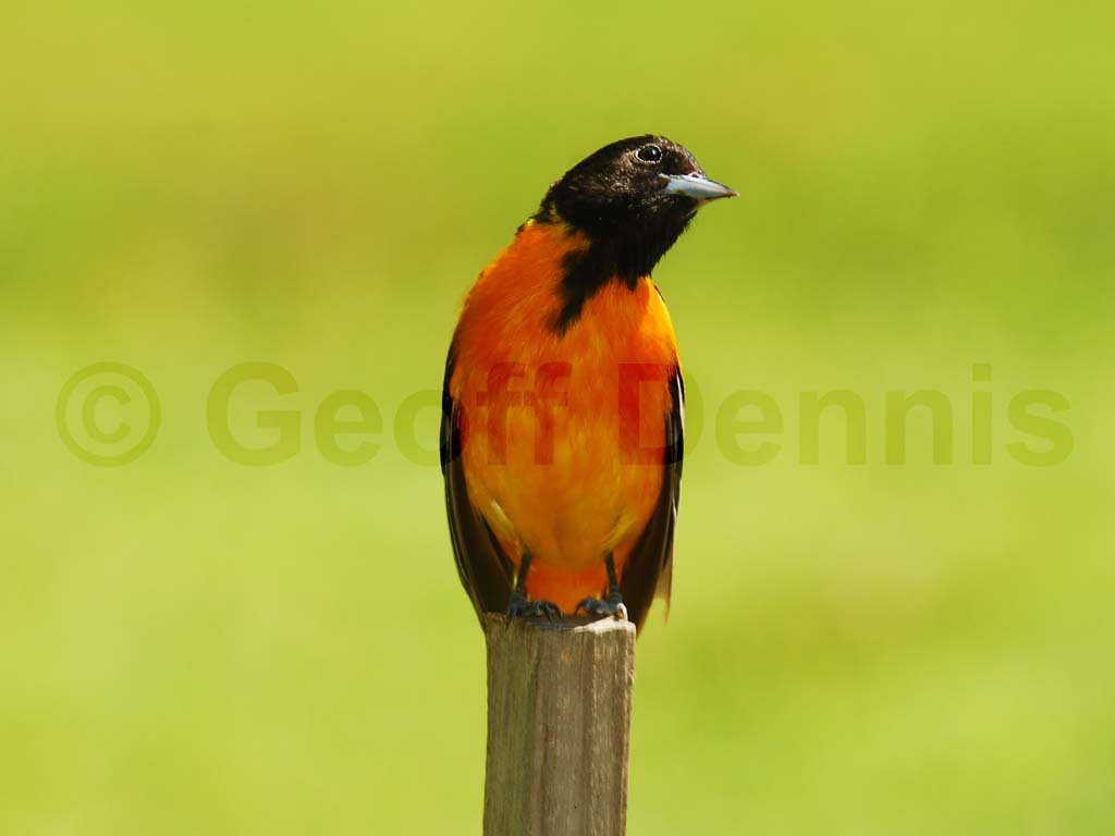 BAOR-AW_Baltimore-Oriole