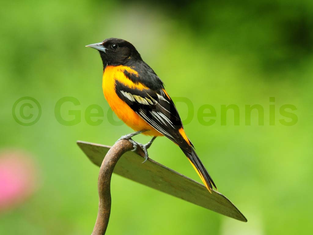 BAOR-AX_Baltimore-Oriole