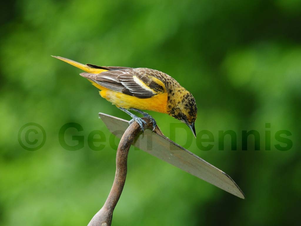 BAOR-AZ_Baltimore-Oriole