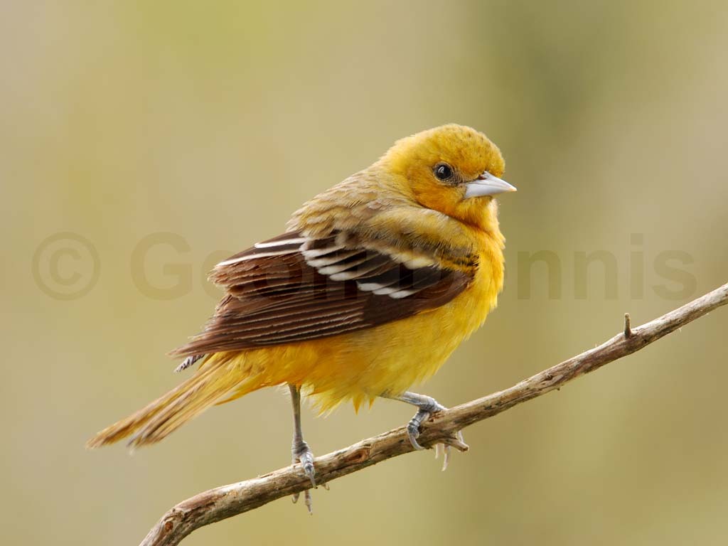 BAOR-BB_Baltimore-Oriole