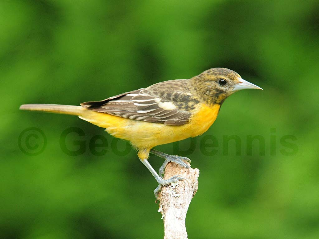 BAOR-BC_Baltimore-Oriole