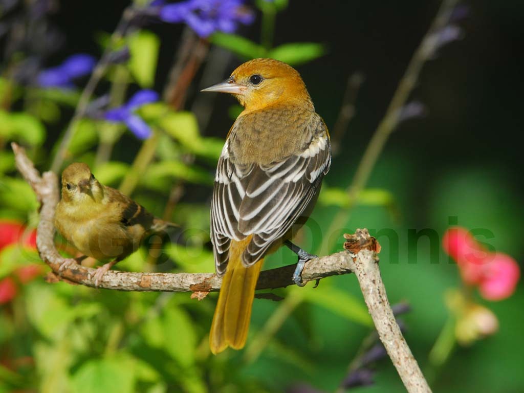 BAOR-BD_Baltimore-Oriole