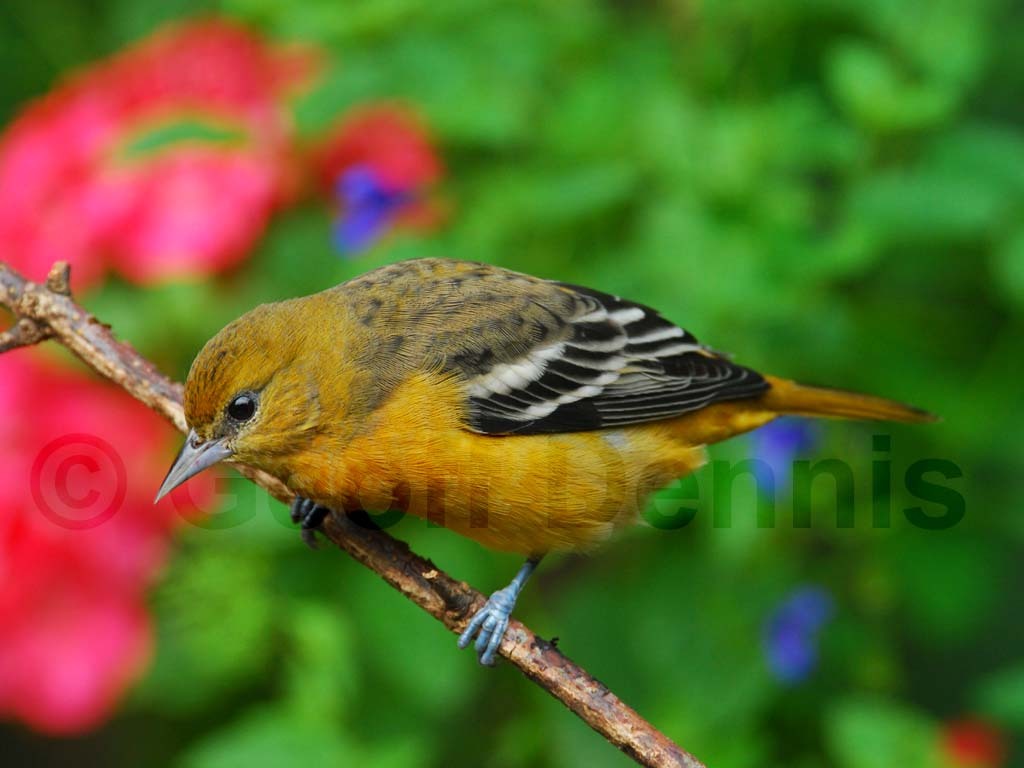 BAOR-BE_Baltimore-Oriole