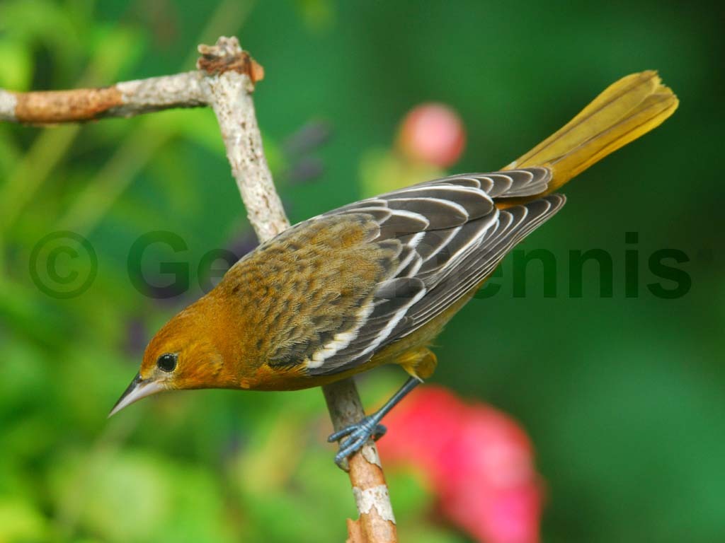 BAOR-BF_Baltimore-Oriole