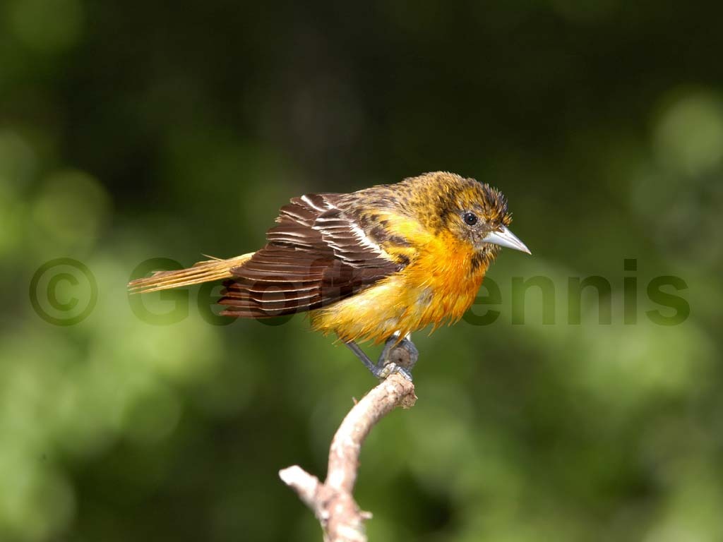 BAOR-BG_Baltimore-Oriole