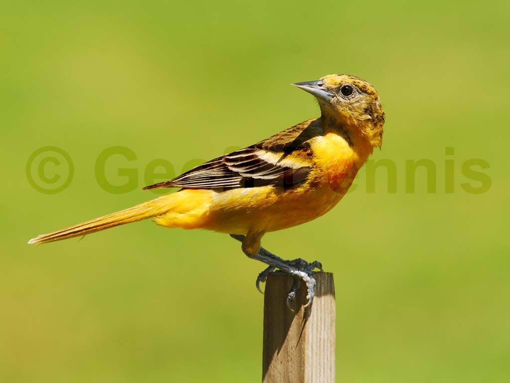 BAOR-BL_Baltimore-Oriole