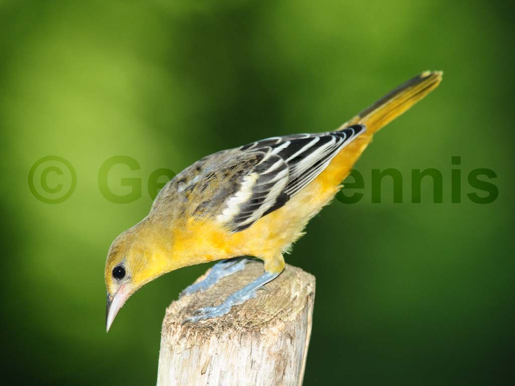 BAOR-BM_Baltimore-Oriole