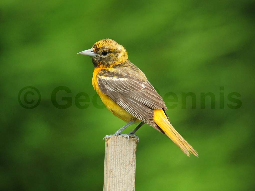 BAOR-BN_Baltimore-Oriole