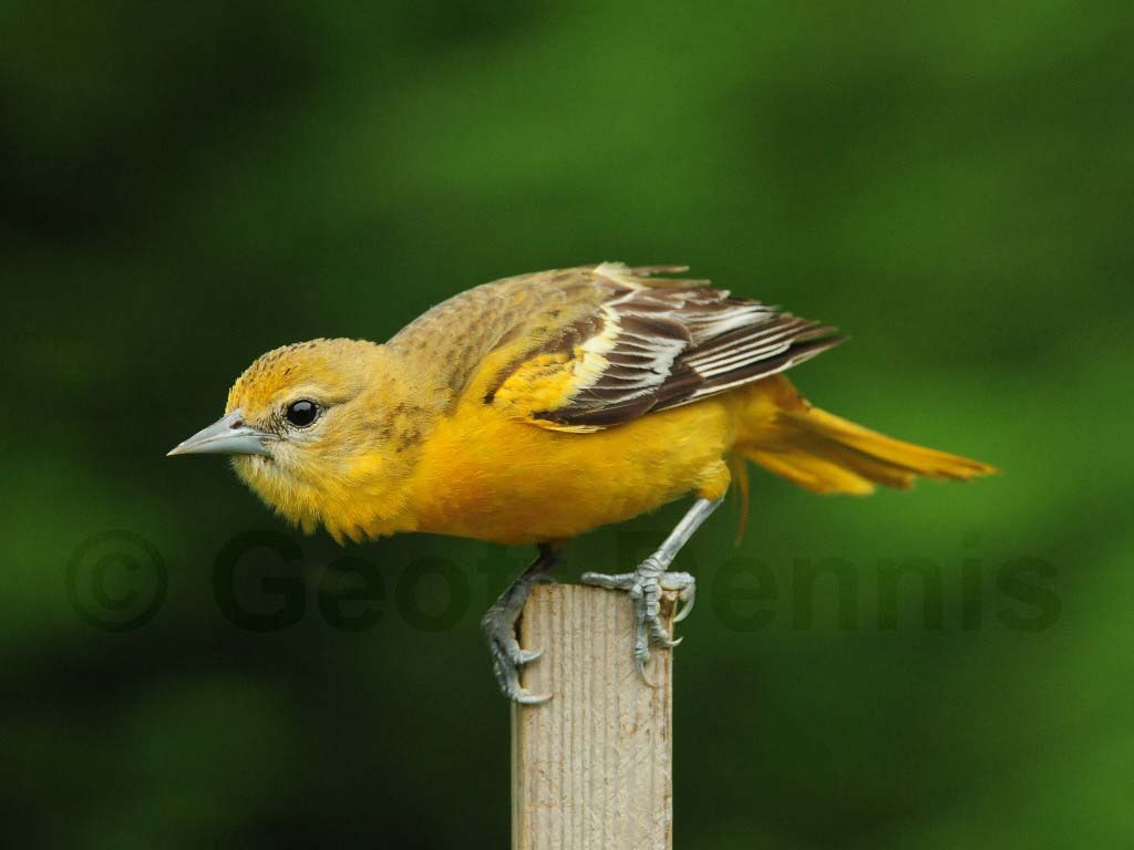 BAOR-BO_Baltimore-Oriole