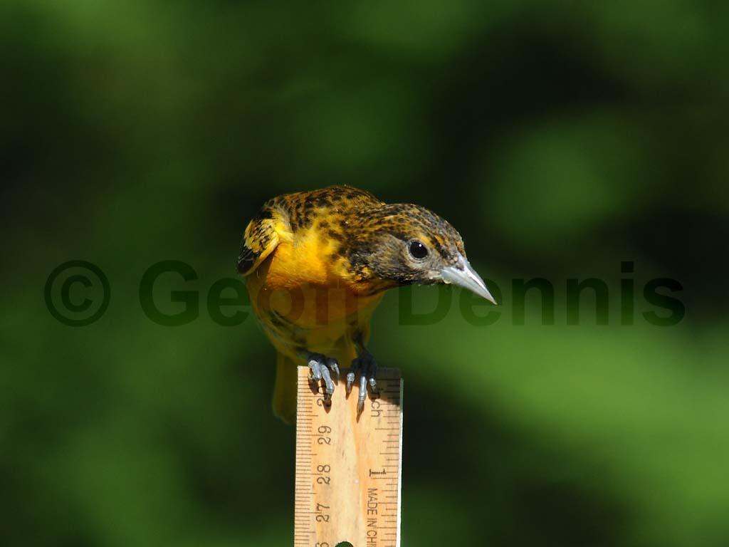 BAOR-BP_Baltimore-Oriole