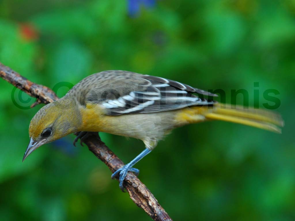 BAOR-BQ_Baltimore-Oriole