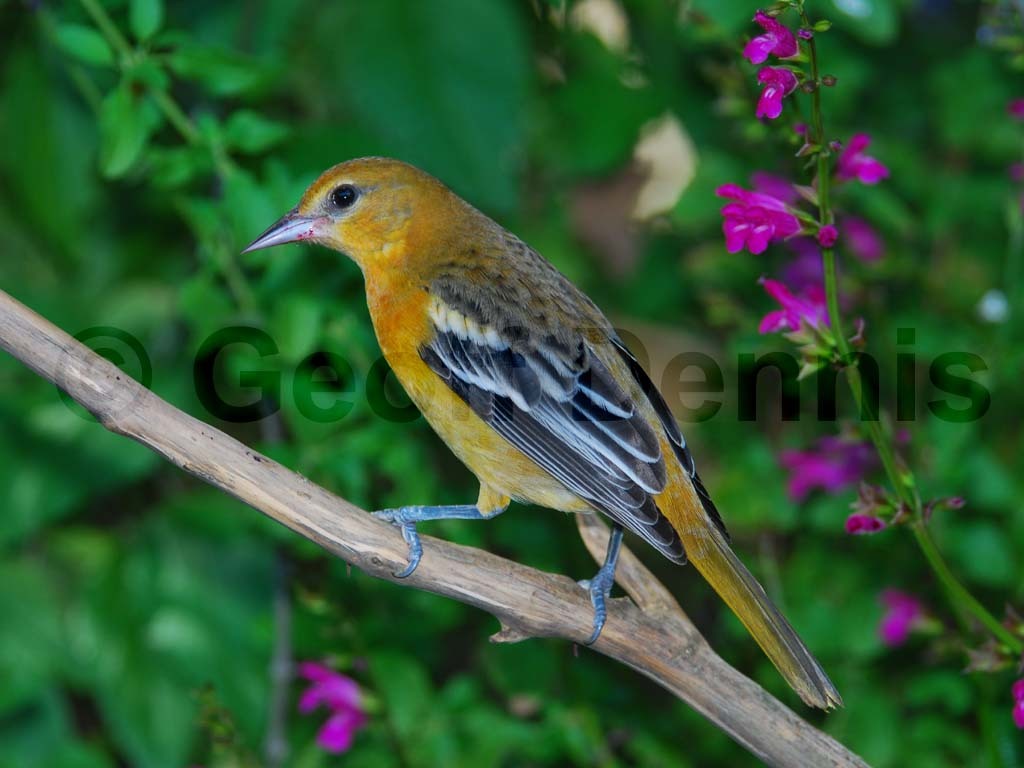 BAOR-BR_Baltimore-Oriole