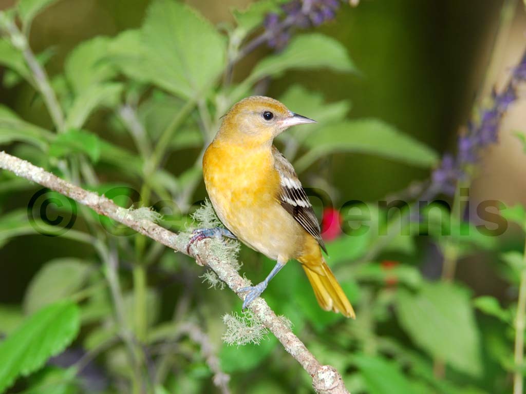 BAOR-BS_Baltimore-Oriole