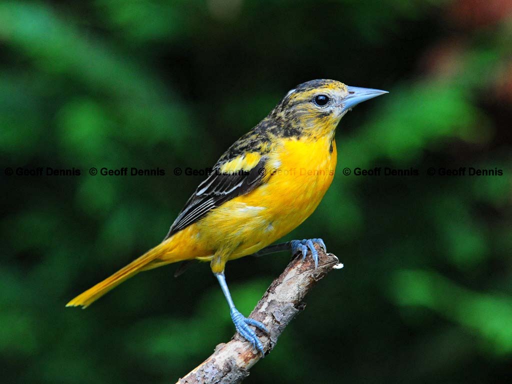 BAOR-BU_Baltimore-Oriole