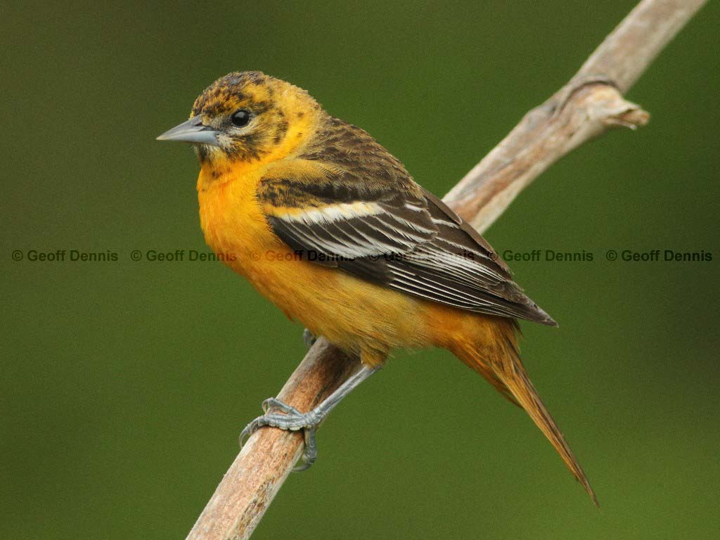 BAOR-BV_Baltimore-Oriole