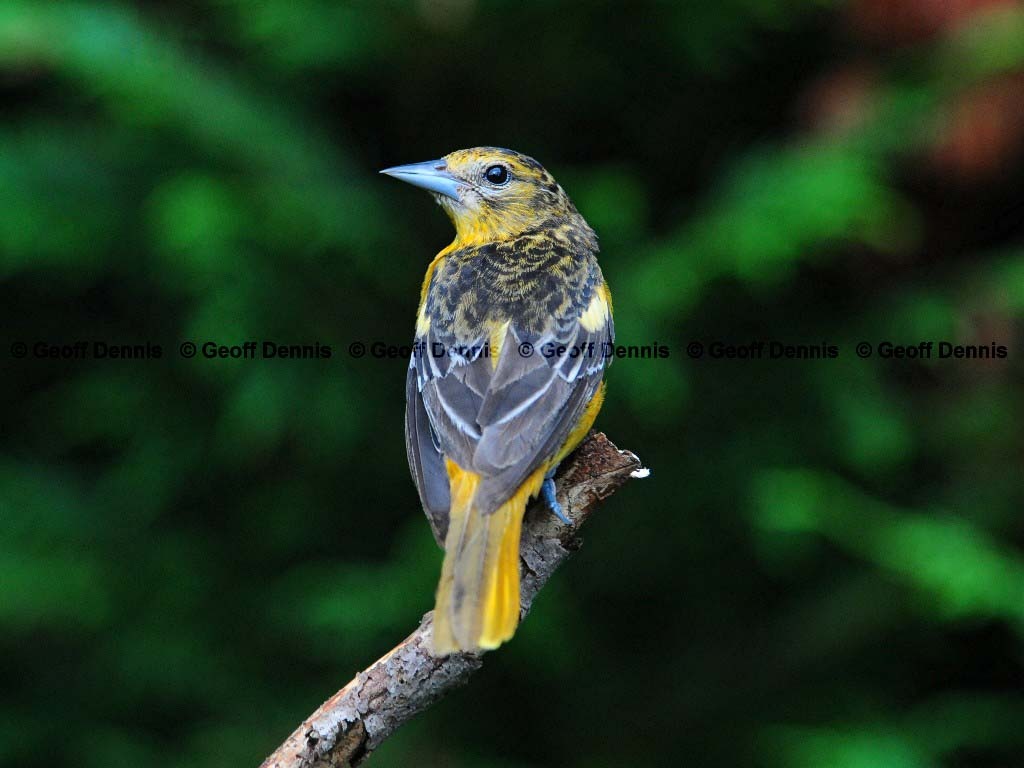 BAOR-BW_Baltimore-Oriole