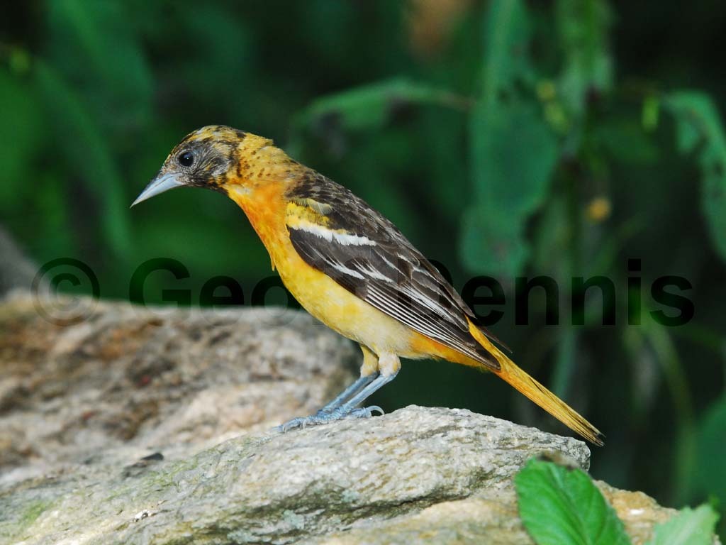 BAOR-BX_Baltimore-Oriole