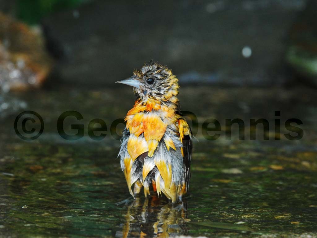 BAOR-BY_Baltimore-Oriole