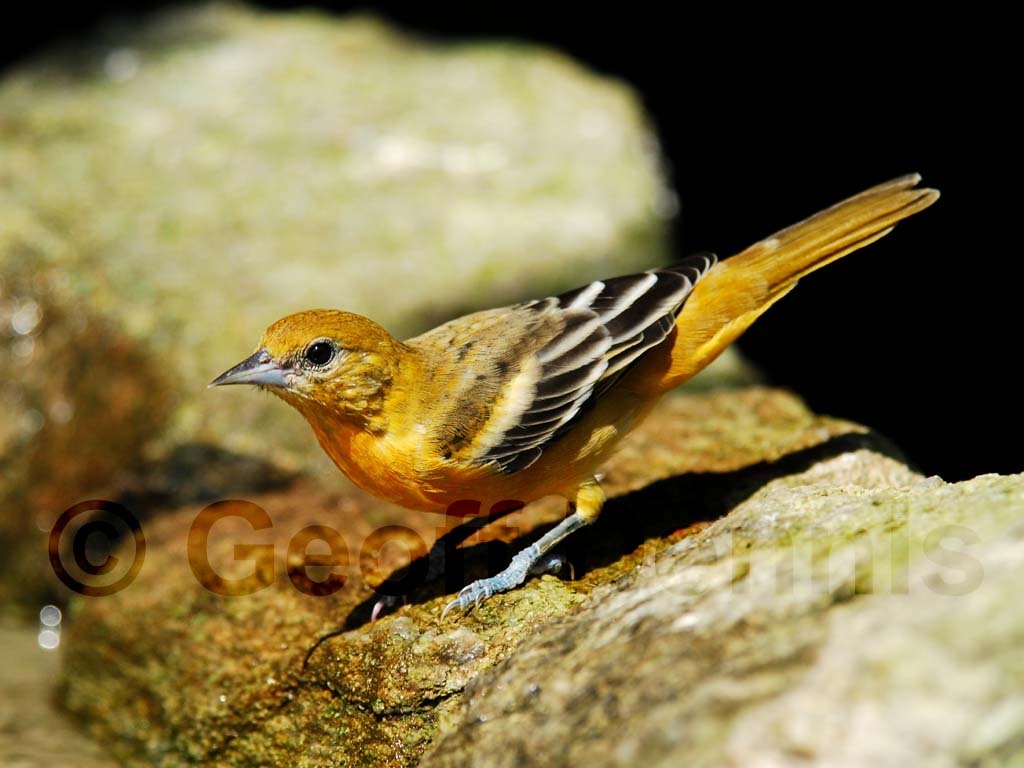 BAOR-BZ_Baltimore-Oriole