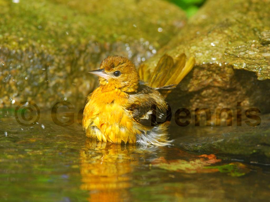 BAOR-CA_Baltimore-Oriole