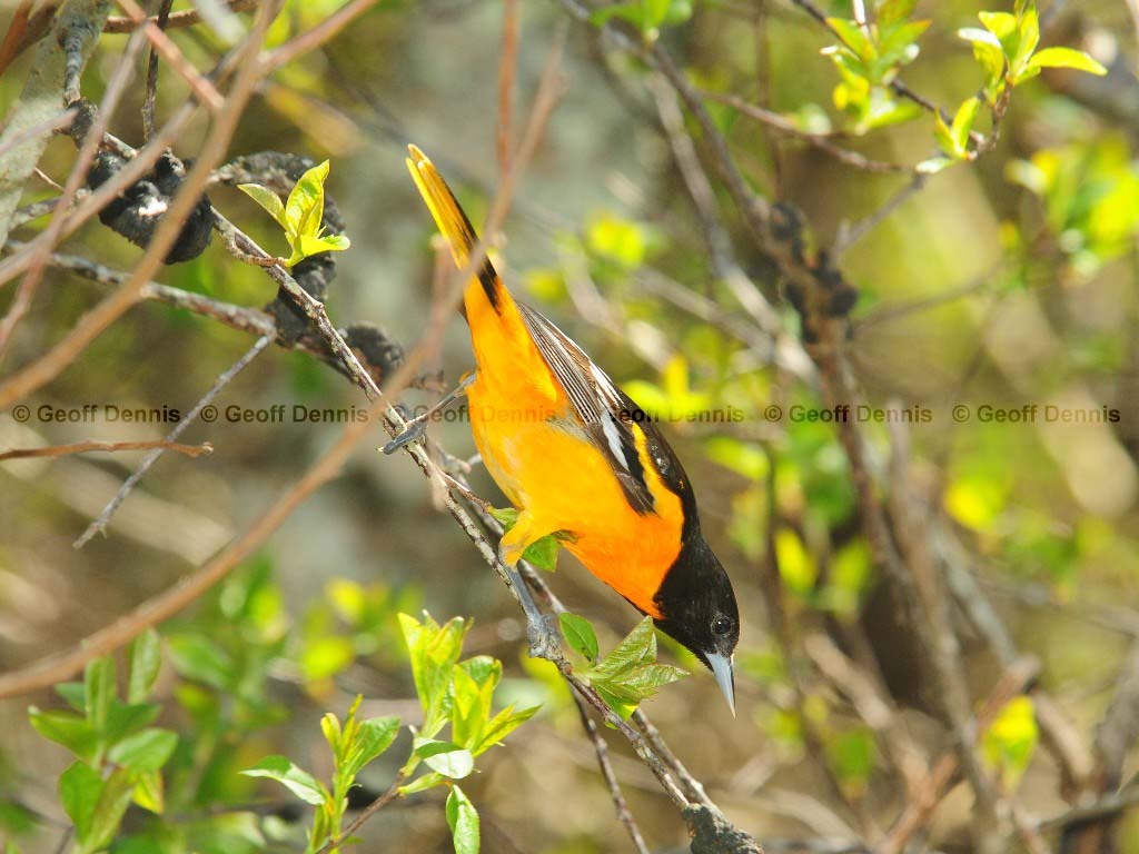 BAOR-CB_Baltimore-Oriole