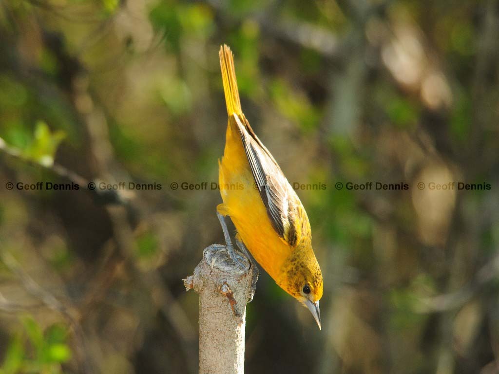 BAOR-CC_Baltimore-Oriole