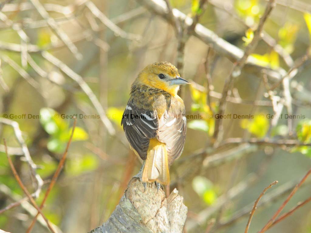 BAOR-CD_Baltimore-Oriole