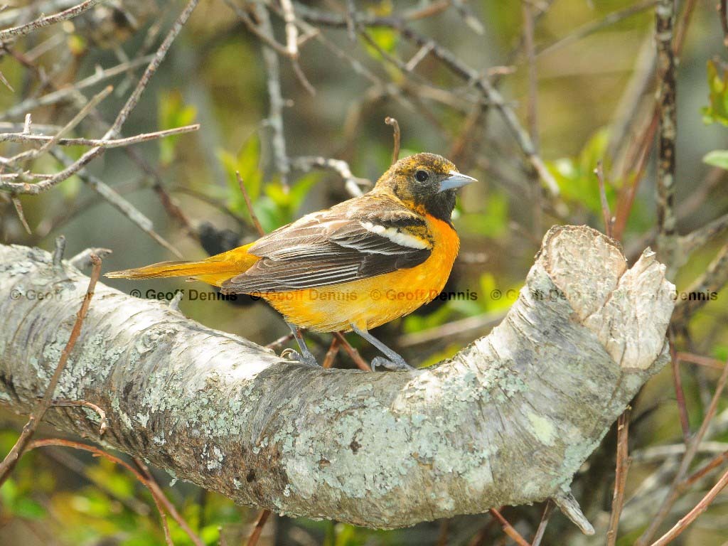 BAOR-CE_Baltimore-Oriole