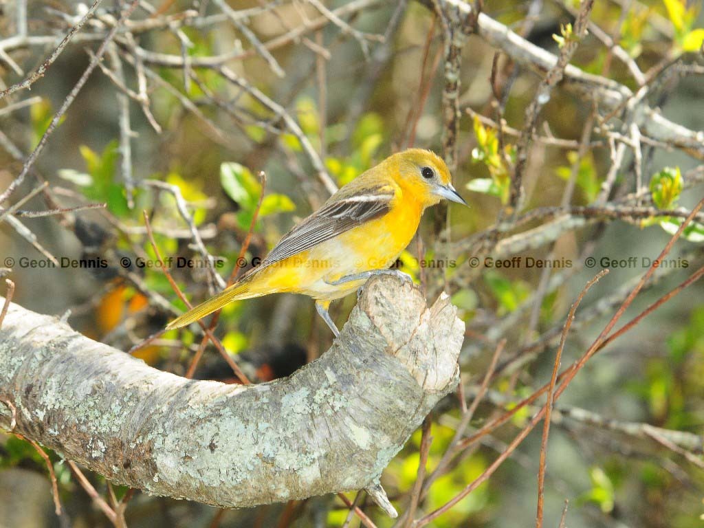 BAOR-CF_Baltimore-Oriole