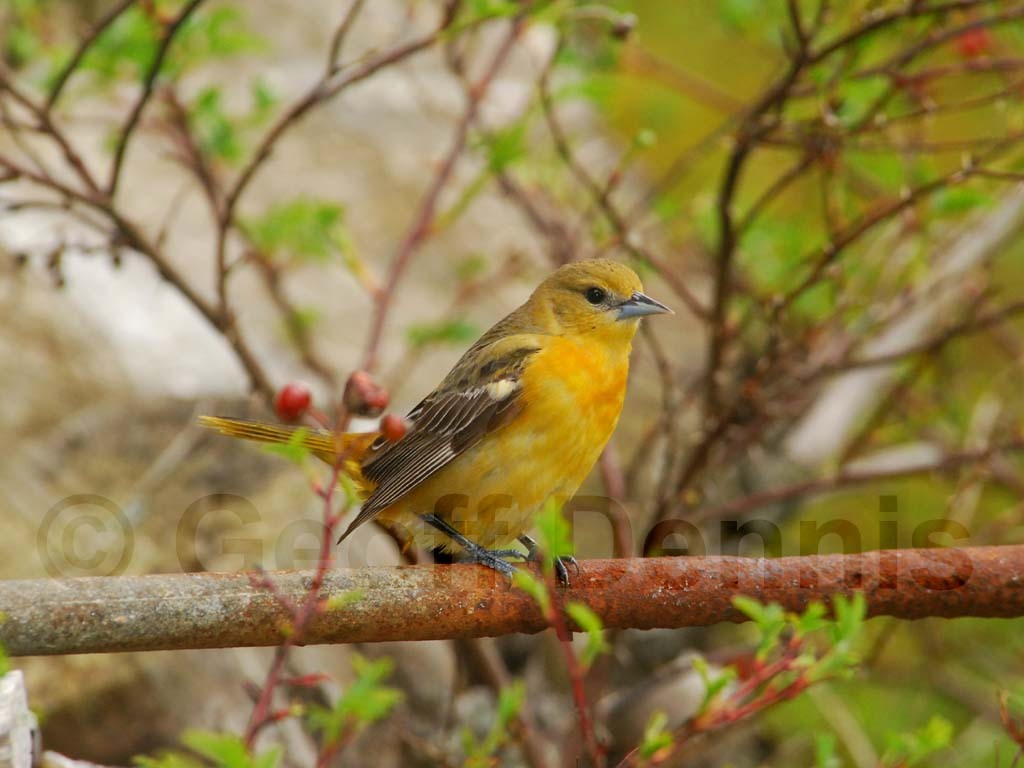 BAOR-CG_Baltimore-Oriole