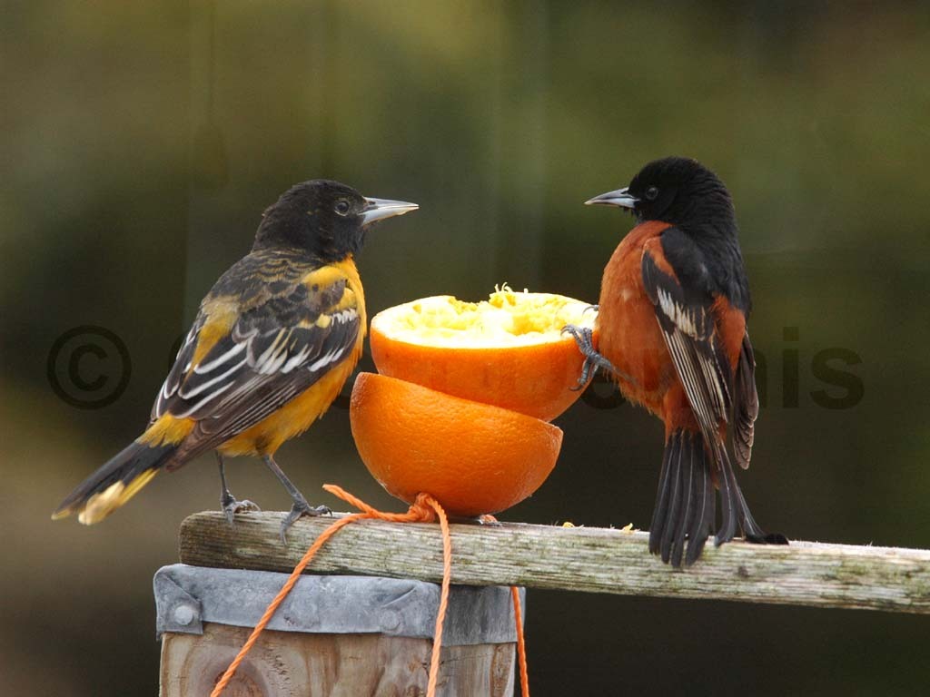 BAOR-CH_Baltimore-Oriole