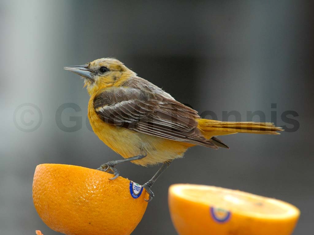 BAOR-CI_Baltimore-Oriole