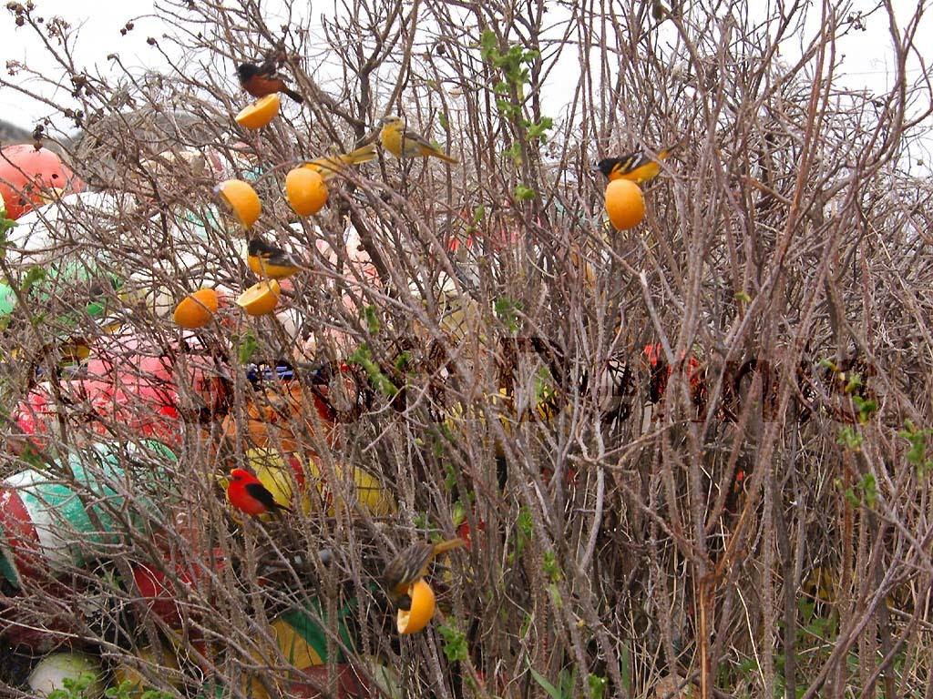 BAOR-CM_Baltimore-Oriole