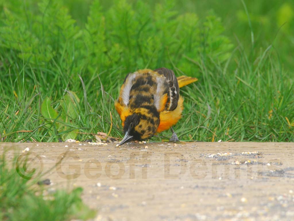 BAOR-CN_Baltimore-Oriole