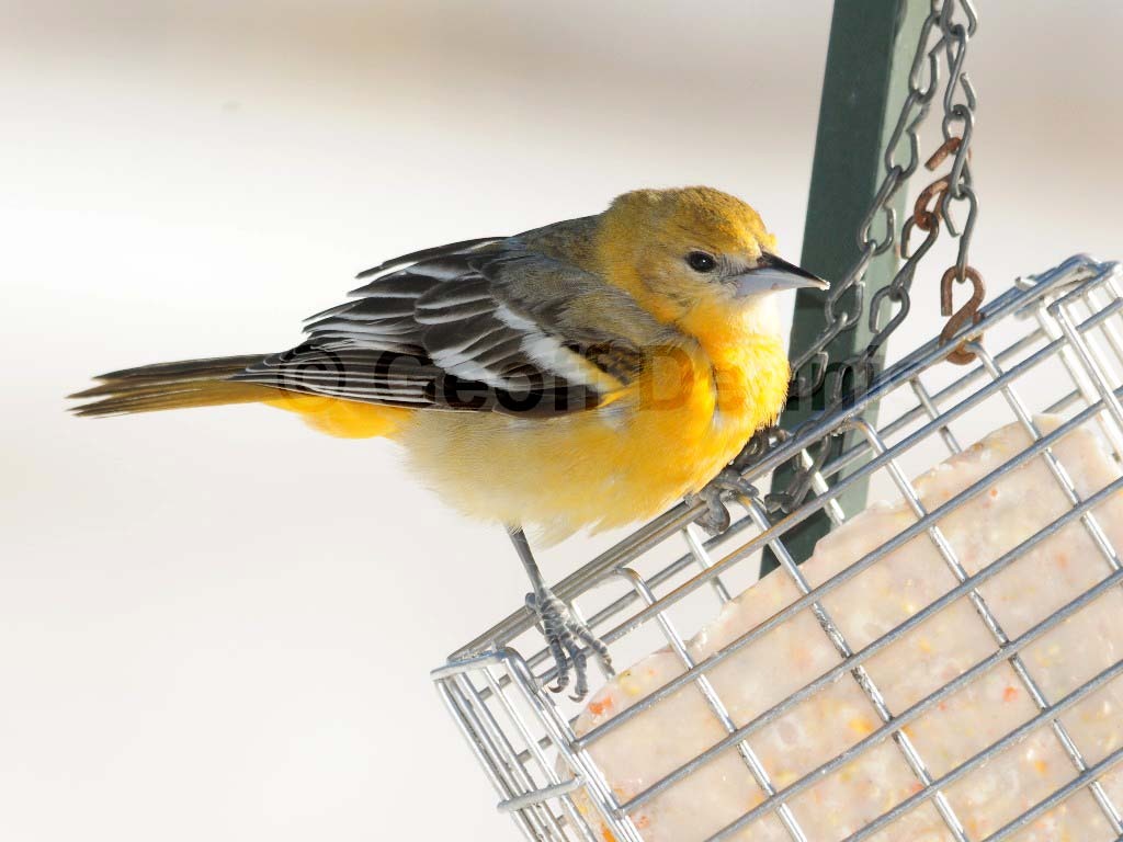 BAOR-CO_Baltimore-Oriole