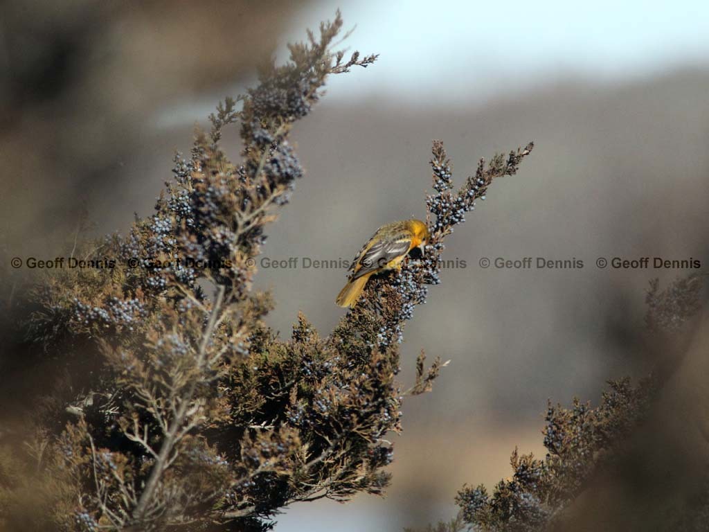 BAOR-CP_Baltimore-Oriole