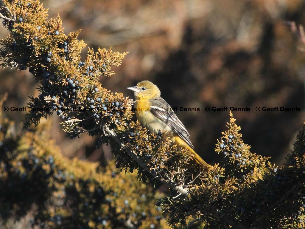 BAOR-CQ_Baltimore-Oriole