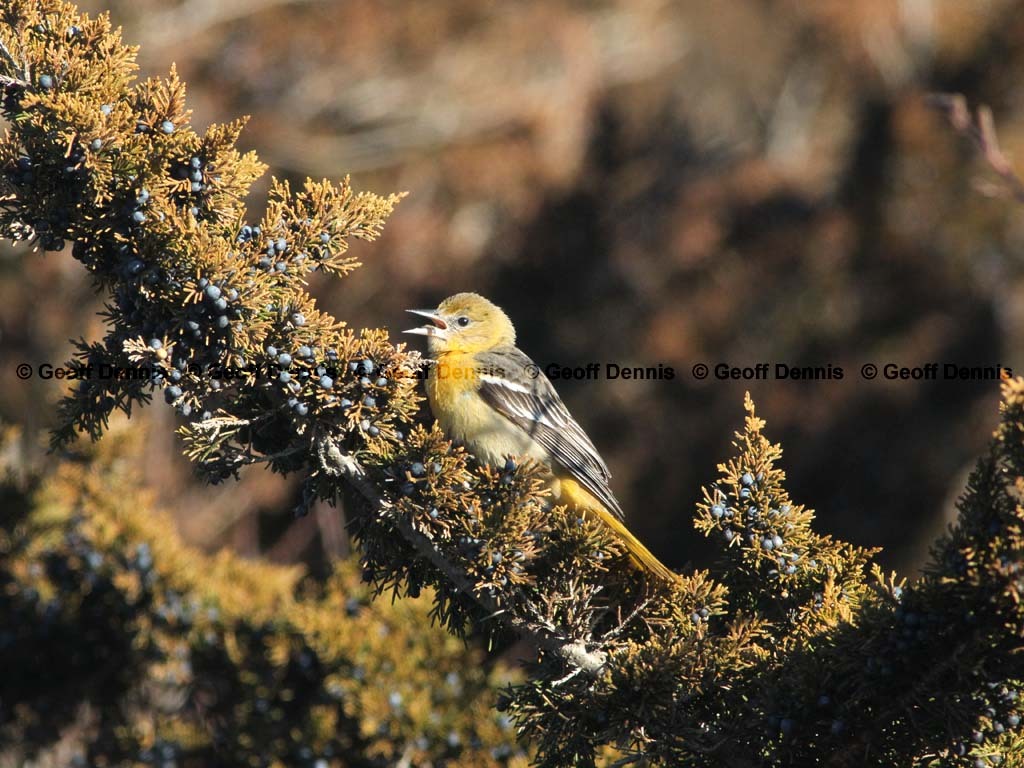 BAOR-CR_Baltimore-Oriole